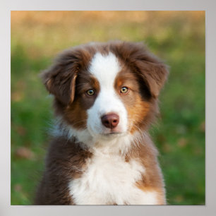 かわいいオーストラリアの羊飼いの子犬 ポスター
