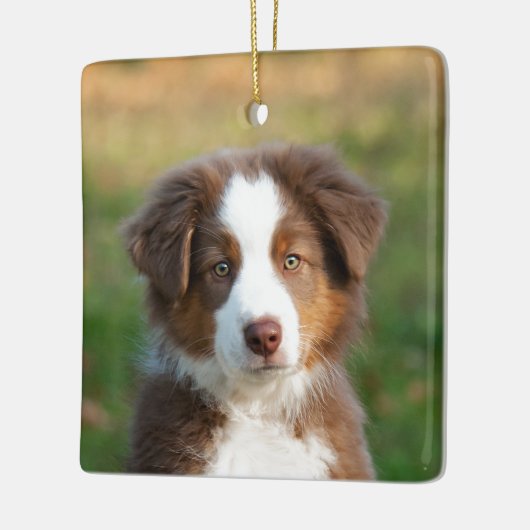 かわいいオーストラリアの羊飼い犬の子犬の写真ポートレート セラミックオーナメント (左)