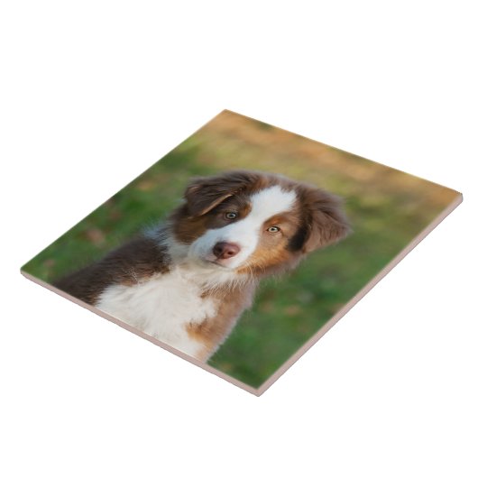 かわいいオーストラリアの羊飼い犬の子犬の写真 タイル (側面)