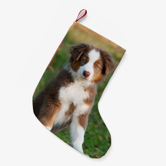 かわいいオーストラリアの羊飼い犬の子犬-サンタのふた スモールクリスマスストッキング (正面 (吊り時))