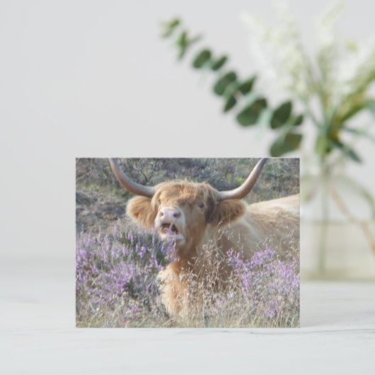 かわいいカウクローズアップDIYポストカード ポストカード (スタンド正面)