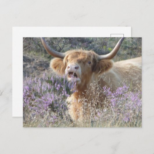 かわいいカウクローズアップDIYポストカード ポストカード (正面/裏面)