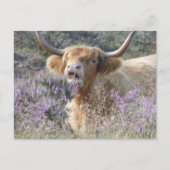 かわいいカウクローズアップDIYポストカード ポストカード (正面)