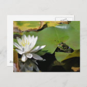 かわいいカエルと水蓮の花の自然のポストカード ポストカード (正面/裏面)
