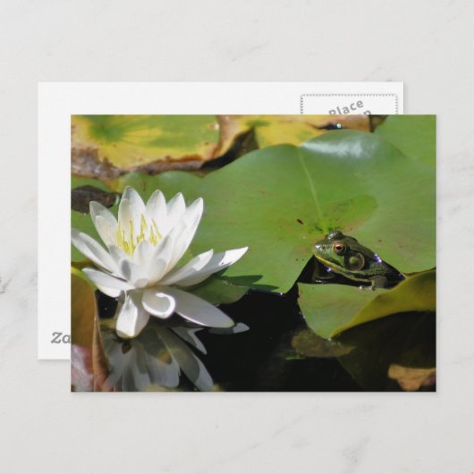 かわいいカエルと水蓮の花の自然のポストカード ポストカード (正面/裏面)