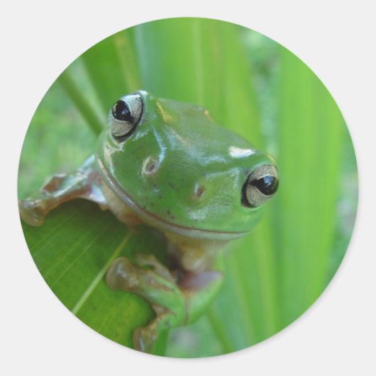 かわいいカエルのシール ラウンドシール (正面)