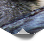 かわいいカナダ人のオオヤマネコ ポスター (角)