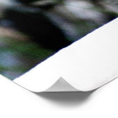 かわいいカナダ人のオオヤマネコ ポスター (角)