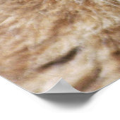 かわいいカナダ人のオオヤマネコ ポスター (角)