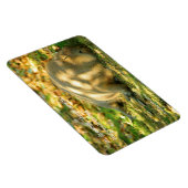 かわいいカピバラの夢を夏の日に マグネット (右側)