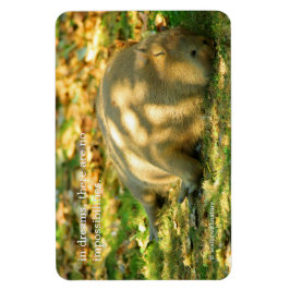 かわいいカピバラの夢を夏の日に マグネット