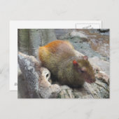 かわいいカピバラ動物 ポストカード (正面/裏面)