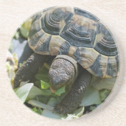 かわいいカメ コースター (正面)