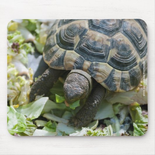 かわいいカメ マウスパッド (正面)