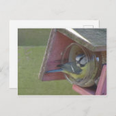 かわいいカラフル小鳥DIYはがき ポストカード (正面/裏面)