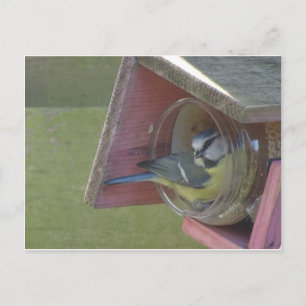 かわいいカラフル小鳥DIYはがき ポストカード