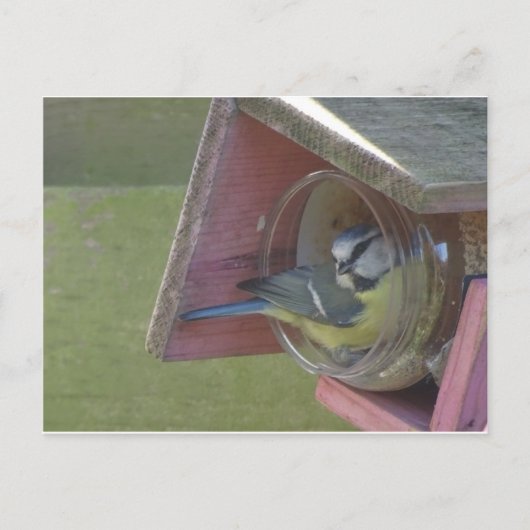 かわいいカラフル小鳥DIYはがき ポストカード (正面)