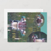 かわいいカロライナ鴨DIYはがき ポストカード (正面/裏面)