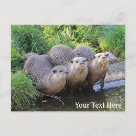 かわいいカワイイ3匹の野生動物写真 ポストカード