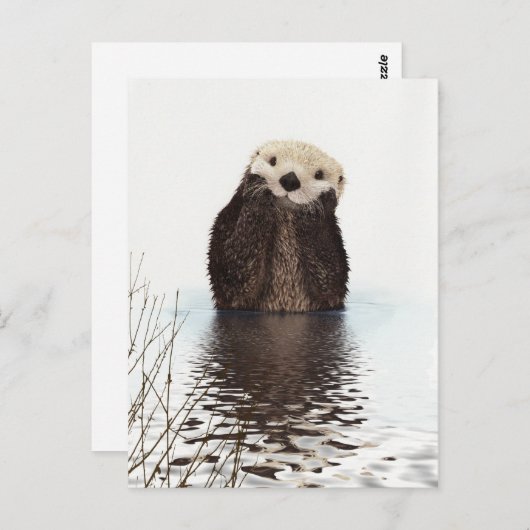 かわいいカワウソの野生動物の画像 ポストカード (正面/裏面)
