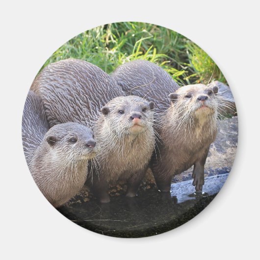かわいいカワウソの野生生物写真3 マグネット (正面)
