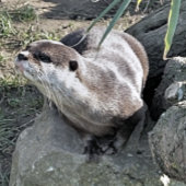 かわいいカワウソ キャンバスプリント