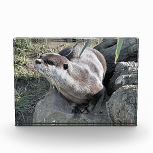 かわいいカワウソ フォトブロック