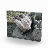 かわいいカワウソ フォトブロック (右)