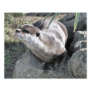 かわいいカワウソ フォトプリント