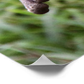 かわいいカワウソ ポスター (角)