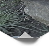 かわいいカワウソ ポスター (角)