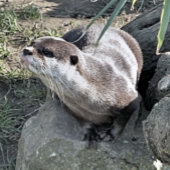 かわいいカワウソ ポストカード