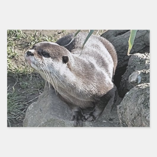 かわいいカワウソ ラッピングペーパーシート (正面2)
