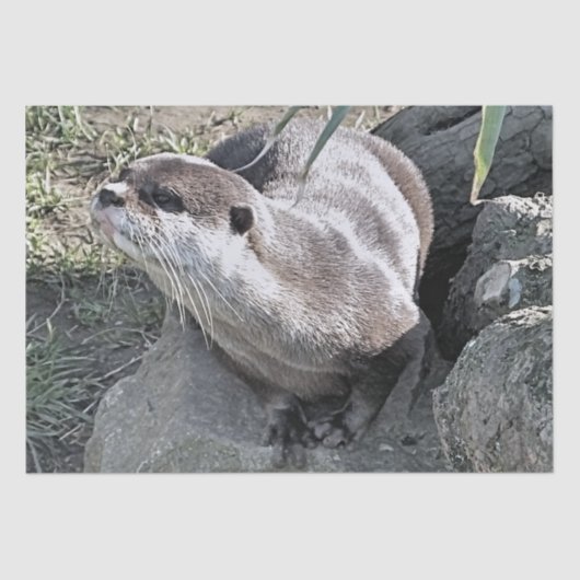 かわいいカワウソ 薄葉紙 (正面)