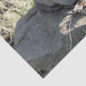 かわいいカワウソ 薄葉紙 (詳細)