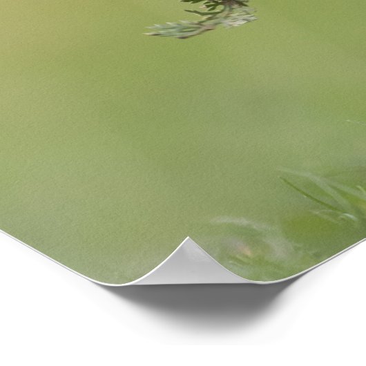 かわいいガチョウの自然写真 ポスター (角)