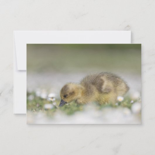 かわいいガチョウの赤ちゃんの自然写真カード (正面)