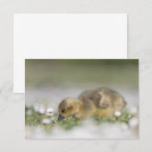 かわいいガチョウの赤ちゃんの自然写真カード (正面/裏面)