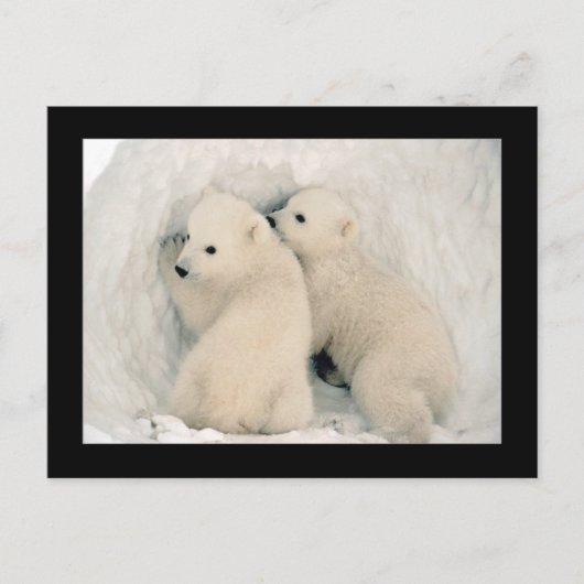 かわいいクマの子ども葉書 ポストカード (正面)