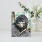 かわいいクモのサル ポストカード (スタンド正面)