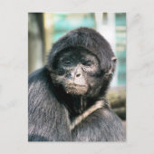 かわいいクモのサル ポストカード (正面)