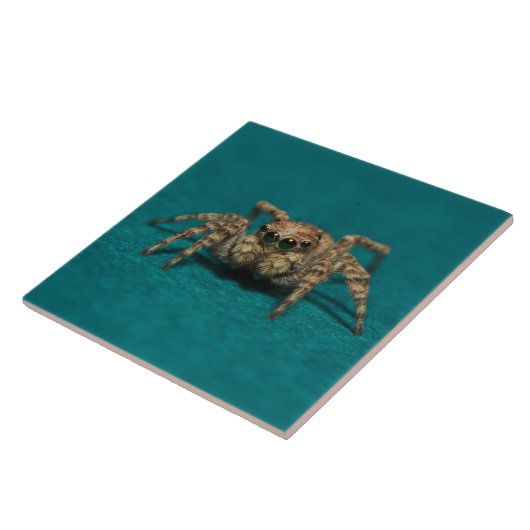 かわいいクモの大目の写真 タイル (側面)