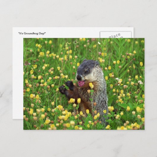 かわいいクモリグマウサギと花 ポストカード (正面/裏面)