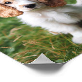 かわいいクランバースパニエル犬の子犬 ポスター (角)