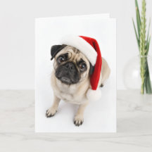 かわいいクリスマスの子犬 ポニー パグ サンタの帽子 子犬の目