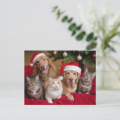 かわいいクリスマス猫と犬 シーズンポストカード (スタンド正面)