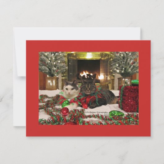 かわいいクリスマス猫 シーズンカード (正面)