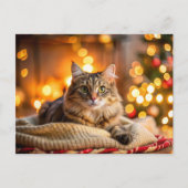 かわいいクリスマス猫 シーズンポストカード (正面)