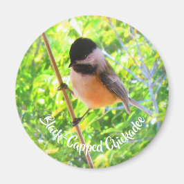 かわいいクロガクチョウ 野鳥 自然 マグネット
