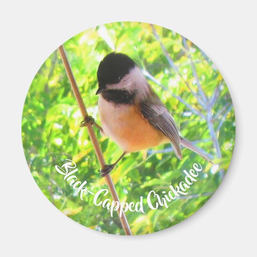 かわいいクロガクチョウ 野鳥 自然 マグネット (正面)